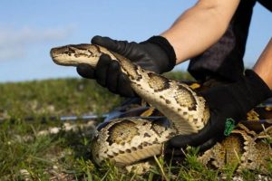 ¿Realmente pueden erradicar a las monstruosas pitones invasoras del sur de Florida?