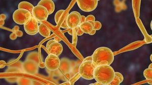 La infección provocada por un hongo resistente que avanza y preocupa en Estados Unidos