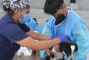 ¿Cómo conseguir que la campaña de esterilización de mascotas vaya a su barrio?