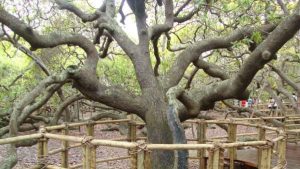 El fruto seco que ayuda a adelgazar, previene el infarto al corazón y reduce el colesterol malo