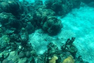 Archipiélago del Rosario, la ‘incubadora’ del coral de Colombia