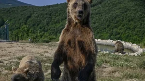Italia debate si es segura o no la presencia de osos en la región de Trentino
