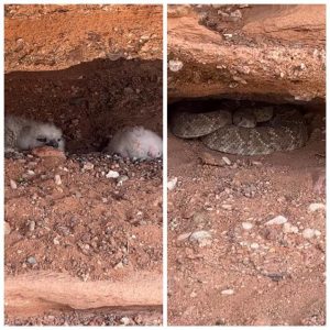 La naturaleza nos sorprende: búhos y una serpiente de cascabel comparten techo