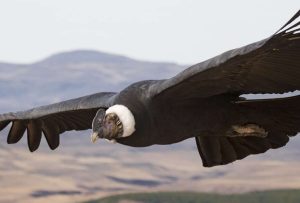 El cóndor es un presagio de un ‘buen amor’