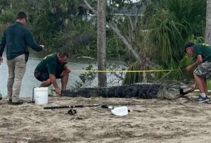 Joven fue atacado por un caimán de tres metros y perdió su brazo