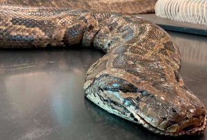 Video muestra lucha entre un cazador y una gigantesca pitón en Estados Unidos
