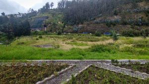 El Trébol: un ‘bosque de arupos’ sin árboles