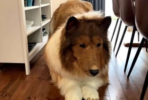 Un japonés gastó USD 15.000 para transformarse en un perro 