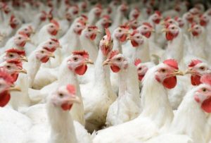 Por primera vez Ecuador exportó más de 20 toneladas de carne de pollo