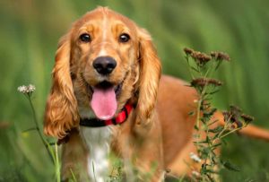 La ciencia determinó al perro más agresivo del mundo