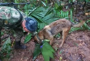 Militares buscan sin descanso a cuatro niños desaparecidos tras accidente aéreo en Colombia