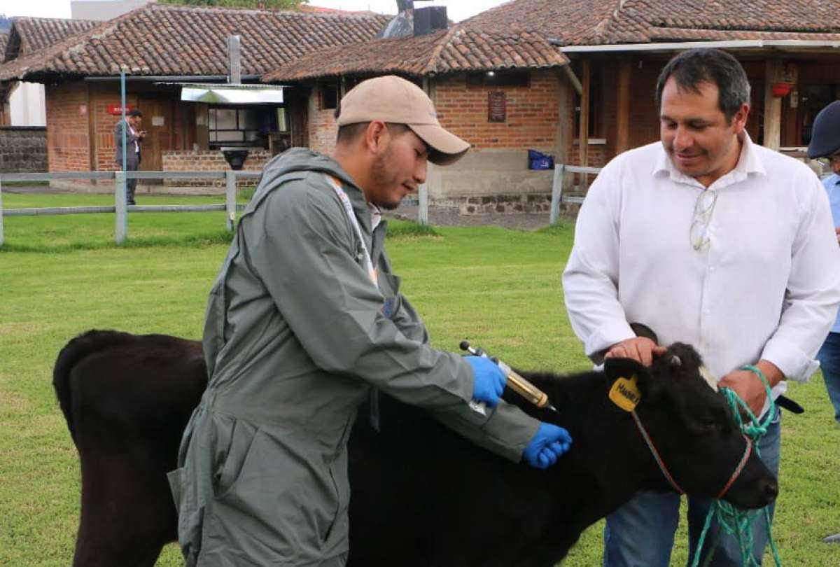 Más de 4,6 millones cabezas de ganado bovino serán inmunizadas contra fiebre aftosa