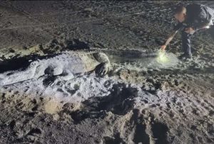Policía se sorprendió al ver a un cocodrilo en la playa; el animal era de arena