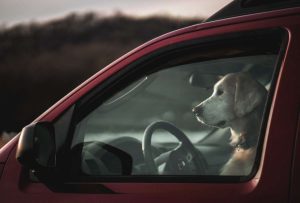 Conductor borracho puso a su perro al volante para no ser multado