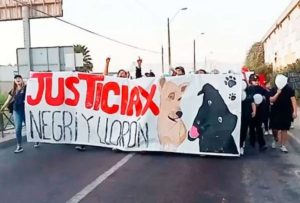 Chile: docentes sacrificaron a dos perros para una clase