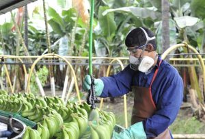 MAG investiga planes de embarques falsos de banano