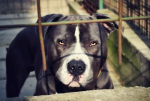 Un niño falleció tras ser atacado por un perro de raza similar a un pitbull en Quito