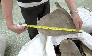 La sobrepesca está acabando con los tiburones de arrecife, concluye un estudio científico