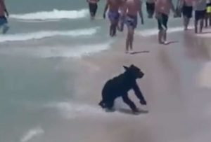 Un oso negro apareció en una playa de Florida chapoteando entre las olas
