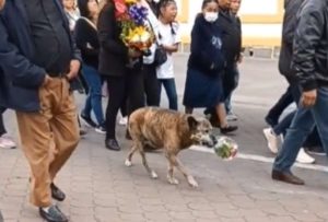 Perro lleva flores al funeral de su dueño