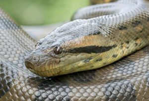 Una viajera fue capturada con una anaconda y 70 reptiles en su maleta