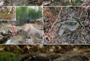 En un bosque de bambú de China hallan rara criatura caníbal
