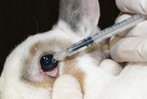 Canadá prohíbe el uso de animales para probar productos cosméticos