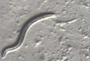 Científicos reviven especies de gusanos congeladas hace 46.000 años