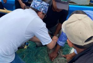 Ministerio de Ambiente captura a reptil en Salinas