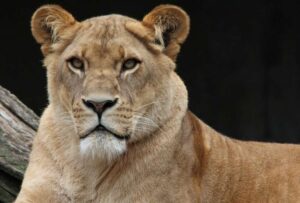Policía de Alemania busca a una leona que deambula por las calles de Brandeburgo