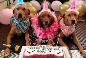 Humanizar a la mascota es maltrato animal