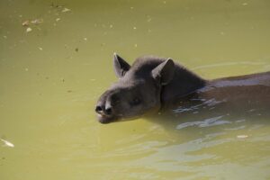 Zoológico de Quito asiste a 1.020 animales que fueron víctimas de agresión