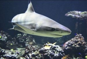 Esta es la razón por la que los tiburones atacan a los humanos