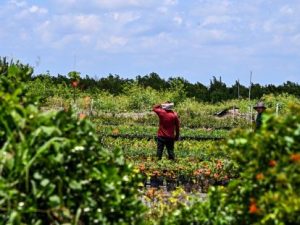 Así es la nueva ley de DeSantis contra la inmigración ilegal en Florida que entra en vigor