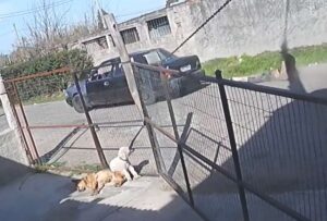 Atrapó al ladrón, lo ató a su auto y lo arrastró por varias cuadras 