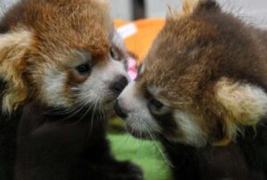 Dos pandas rojos buscan nombres en parque de Francia