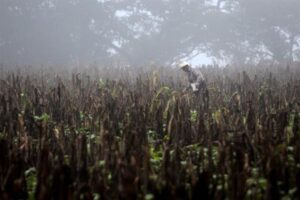 El Niño puede aumentar la malnutrición y las epidemias en Latinoamérica, advierte la OMS