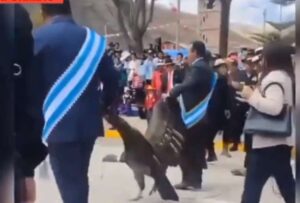 Un cóndor fue encadenado y arrastrado durante una celebración en Perú