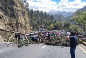 Quito: Habilitado un carril en la Simón Bolívar tras la caída de un árbol