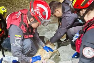 Chaupi, el perrito rescatado en medio de un incendio forestal en Quito