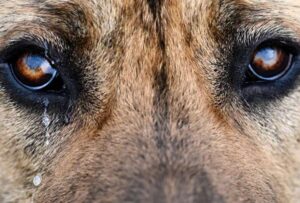 Quito: Lanzan a un perro con vida a una quebrada en el sur de la capital