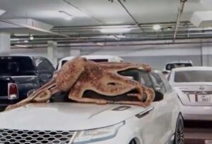 En un parqueadero un enorme pulpo fue captado