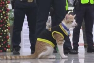 Un gato forma parte del grupo de guardias de seguridad de un centro comercia