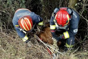 Bomberos de Quito rescataron a un ternero