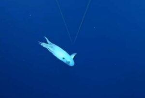 Expedición submarina grabó impresionantes márgenes de un pulpo