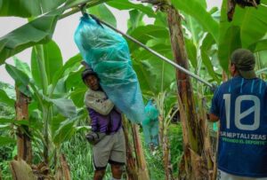 6,85 dólares es el nuevo Precio de la caja de banano