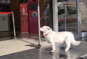 Un perro esperó seis días a su amo hospitalizado en Turquía