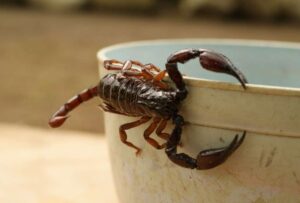 Investigan la muerte de una mujer embarazada, causada por un alacrán