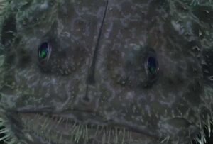 ‘demonio marino’ en Galápagos