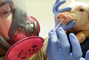 Primer caso de nuevo tipo de gripe porcina en humanos en Reino Unido